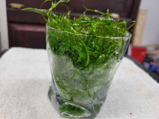 8oz Portion of Guppy Grass (Najas Grass)