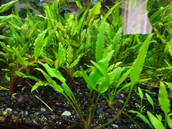 Cryptocoryne Wendtii (3)