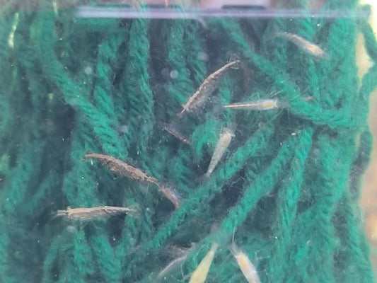 Wild Type Neocaridina Shrimp (10-Pack)