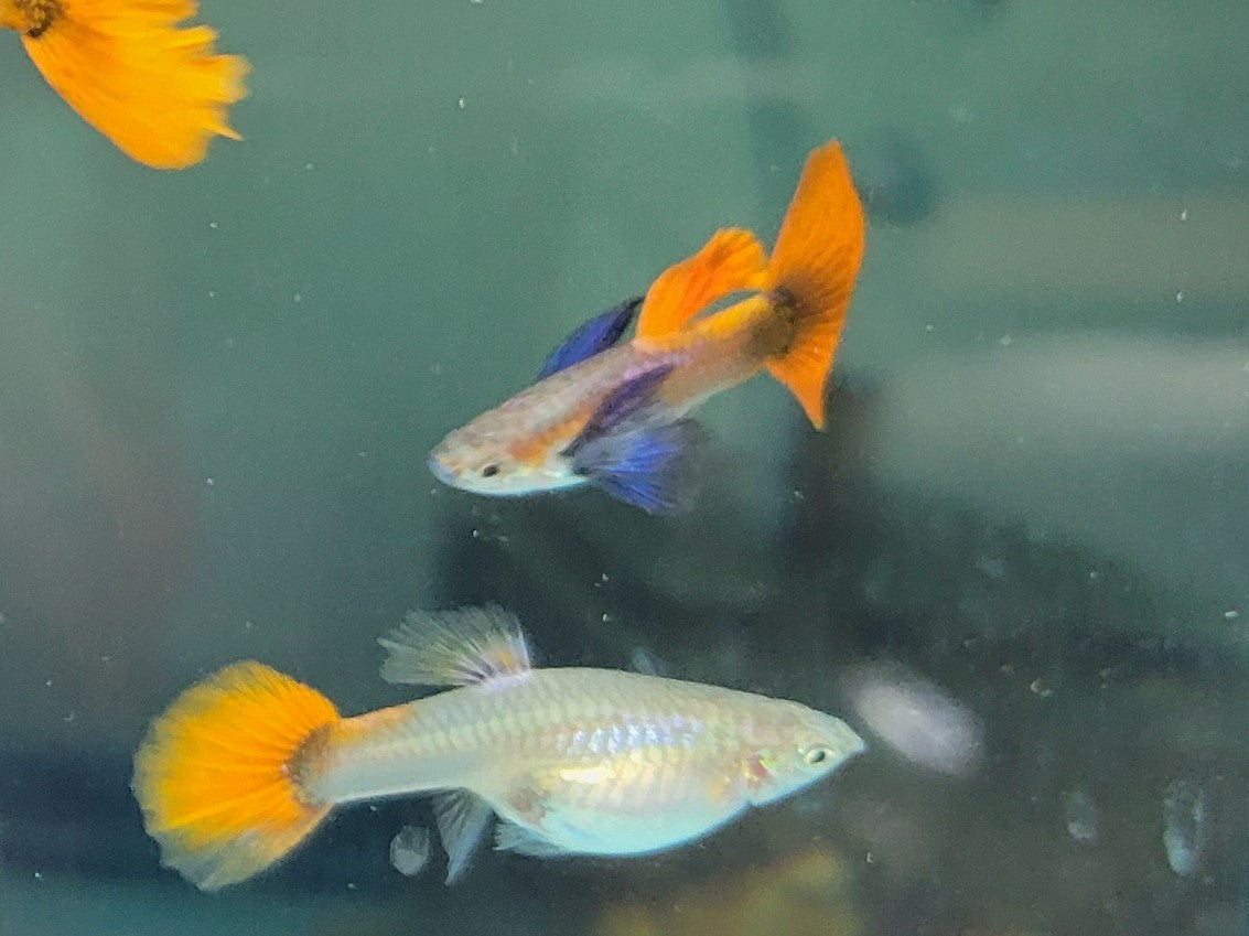 Platinum Blue Dumbo Eared Red Tail Guppy