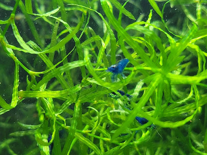 Blue Dream Shrimp (Neocaridina Davidi)