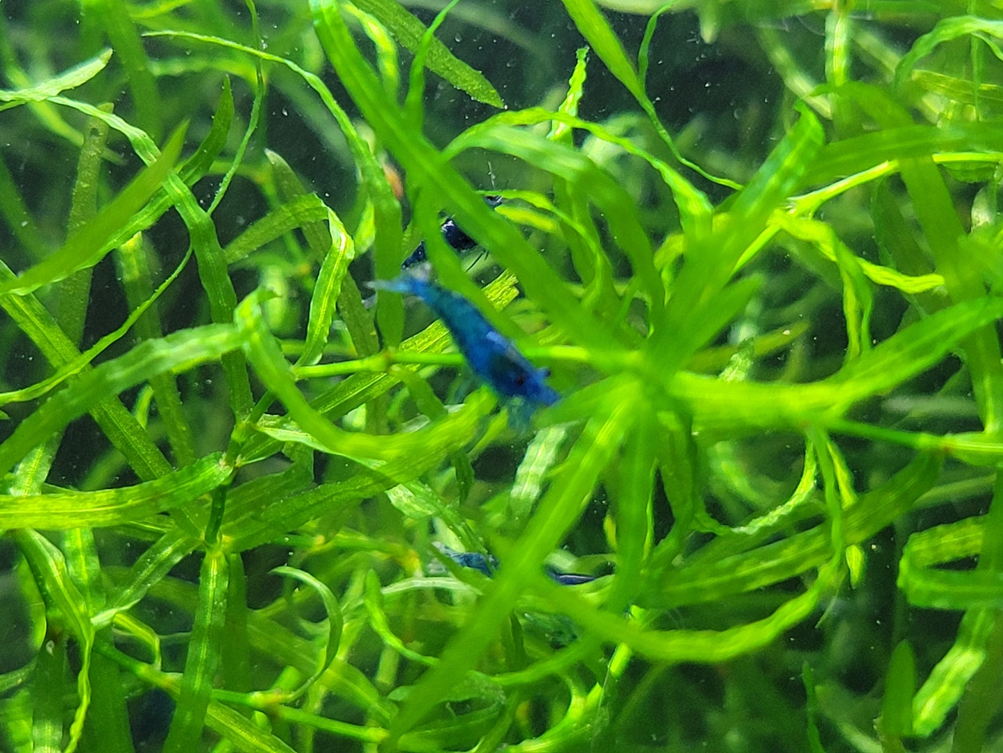 Blue Dream Shrimp (Neocaridina Davidi)