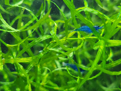 Blue Dream Shrimp (Neocaridina Davidi)