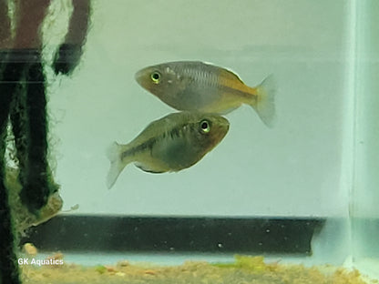 Boesemani Rainbow (Aquarium Strain) (Melanotaenia Boesemani)