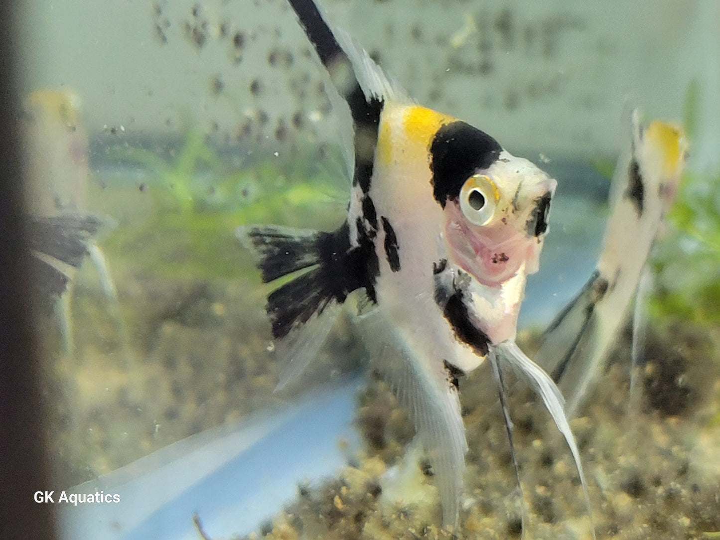 Koi Angelfish