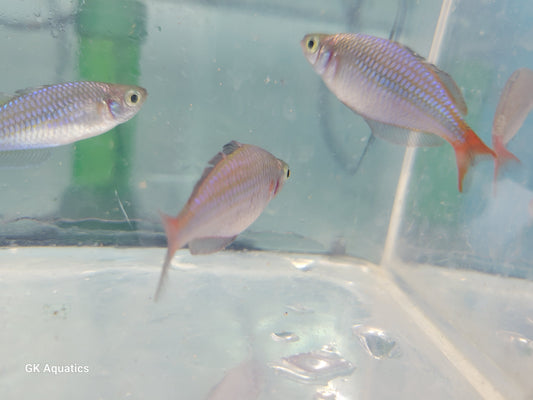 Wapoga Red Laser Rainbowfish (Melanotaenia Rubrivittata)