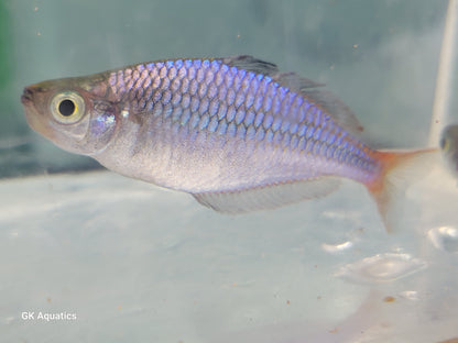 Wapoga Red Laser Rainbowfish (Melanotaenia Rubrivittata)