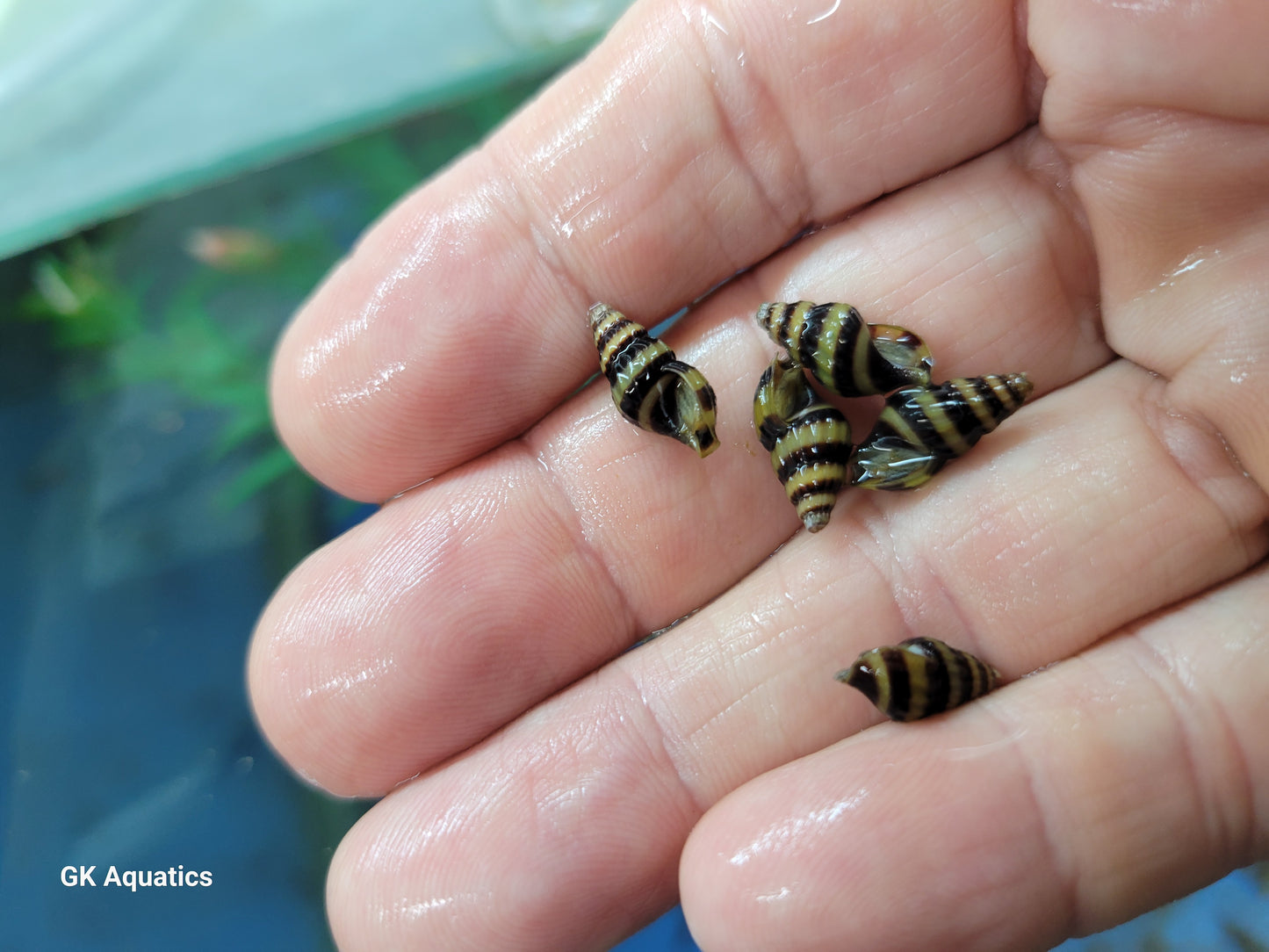 assassin snails (Anentome Helena)